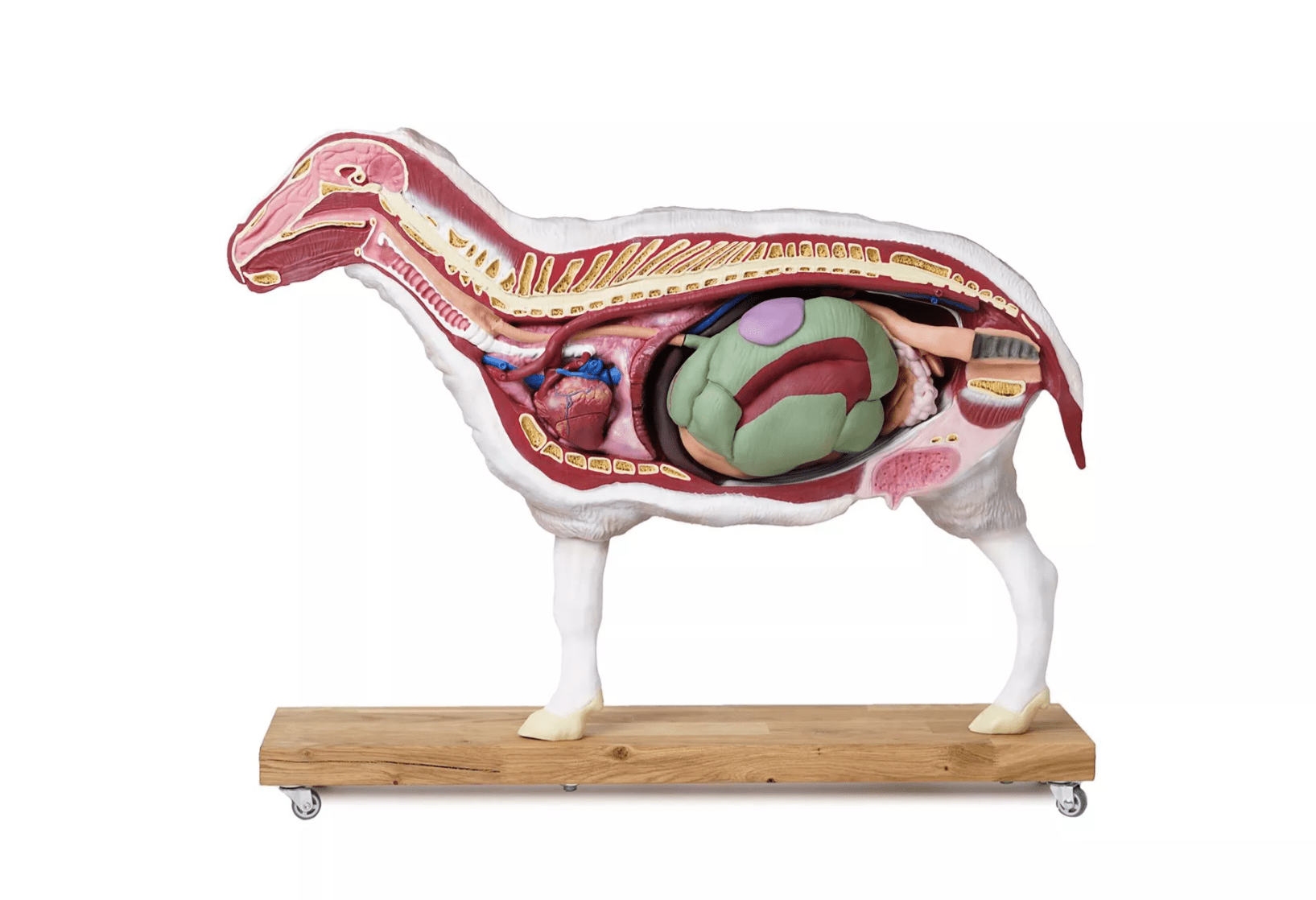 Schafmodell, 12 - teilig, 2/3 natürliche Größe - Erler - Zimmer